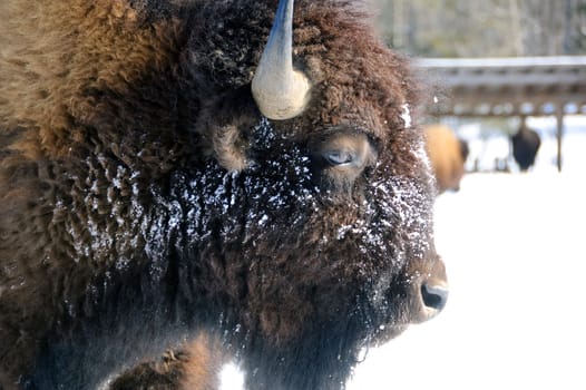 Close-up portrait of a bison