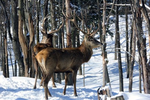 Wild elks in winter