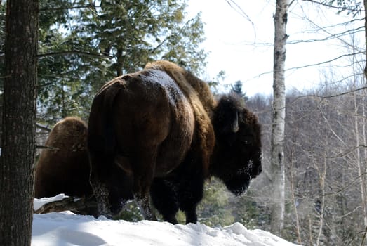 Wild Bison in Winter