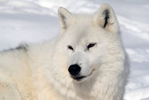 Arctic wolf in Winter