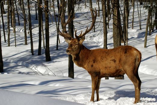 Wild elks in winter