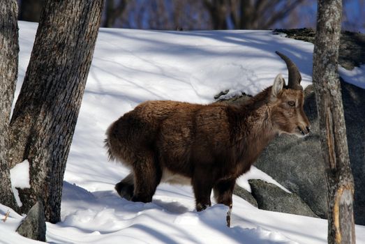 Alpine Ibex in Winter