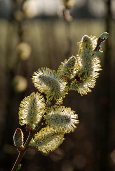 Pussy-willows is the first sign for departing winter and coming spring.