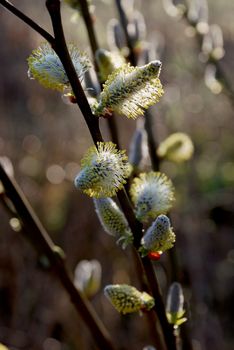 Pussy-willows is the first sign for departing winter and coming spring.