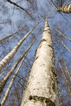 Black and white birch trunks - a wonderful natural rhythm