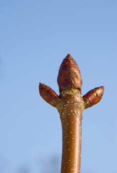 Young chestnut buds isolated on a blue background of sky