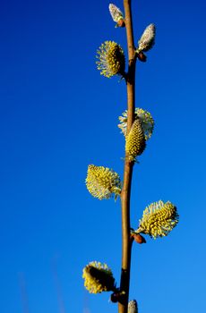 Willow pussy - a gold colored spring flowers on a background of blue sky