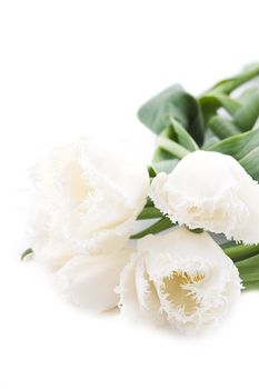 Bouquet of white tulips on white