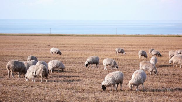 Scenery of sheep on grassland in autumn