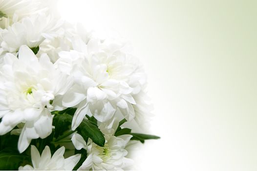 White chrysanthemum bouquet on greeny background