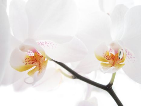 Two white orchids on white              
