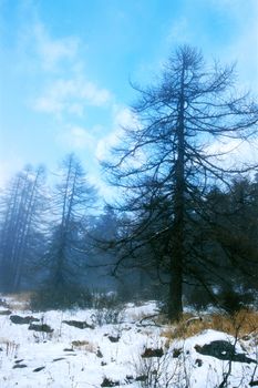 Landscape pine forests with snow in winter 