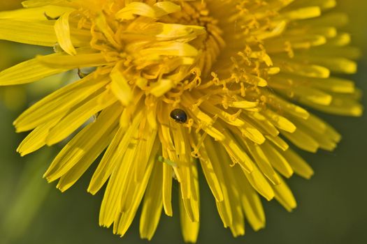 Dandelion flower with blossom dust and a small beetle on the stamen
