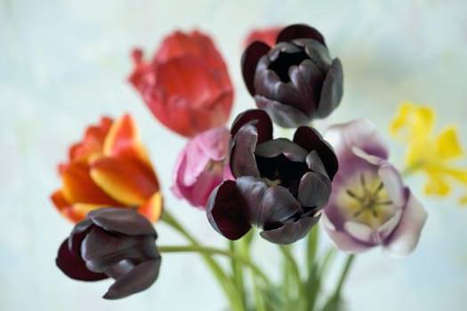 Black tulip and other ones on background, focus in the center