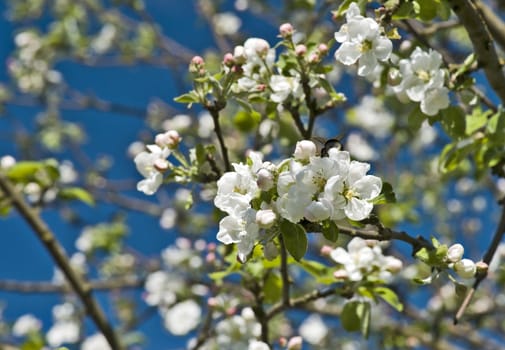 Blossoming apple tree branch against blue sky