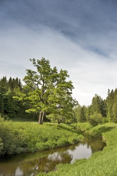 Single oak tree and the river in summer park