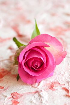 Beautiful closeup of pink rose