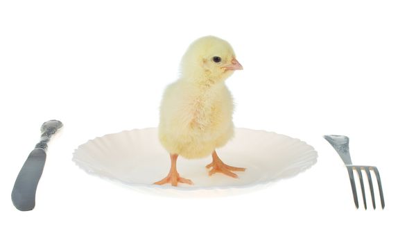 newborn chick as dinner, isolated on white