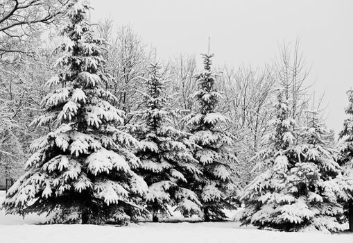 winter fir trees covered with snow