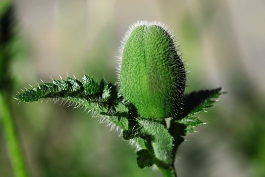 Poppy bud in early morning sunshine