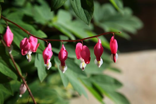 Bright pink and white Bleeding Hearts in early morning sunshine