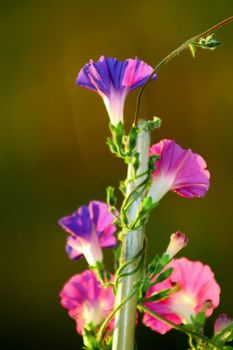 Morning Glory vines climbing a pole in the sunshine