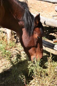 Bay horse grazing on weeds in corral