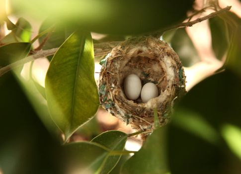 2 Hummingbird Eggs in a Nest Hanging Among the Trees