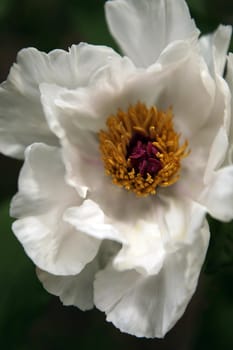 Beautiful Soft White Flower With Colorful Center