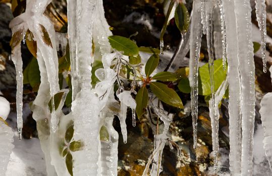 Icicles frozen to rock face on famous weeping wall in Smoky Mountains with new leaves frozen in the ice