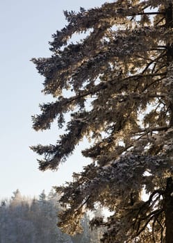 Close up of pine or fir trees covered in snow in early spring as the sun is setting behind the tree