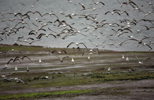 Flock of Sea Gulls in Mid Flight in the Wetlands