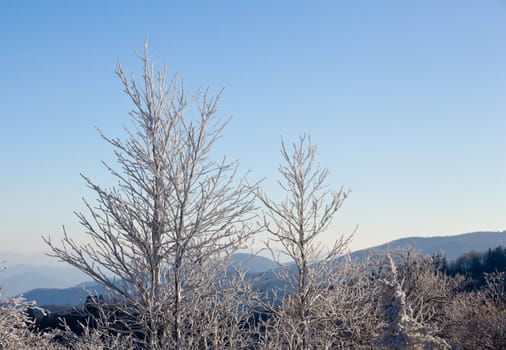 Famous Smoky Mountain view of bare trees covered in snow in early spring
