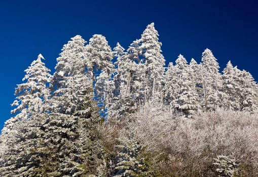 Famous Smoky Mountain view of pine or fir trees covered in snow in early spring