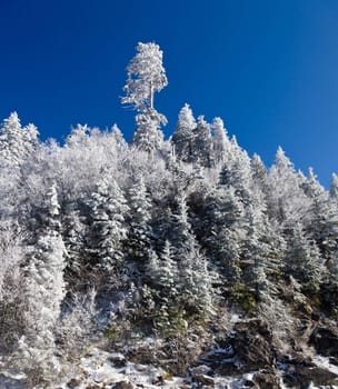 Famous Smoky Mountain view of pine or fir trees covered in snow in early spring