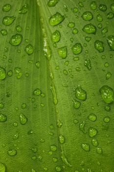 Green Leaf With Water Drops Lying on Top. Great Texture