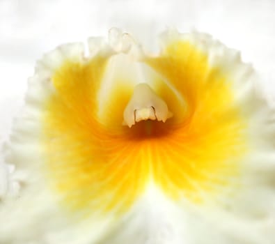 Macro Shot of an Orchid in the Center With White and Yellow Colors