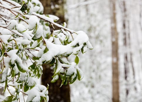 Snow covers green rhododendren leaves in winter in forest