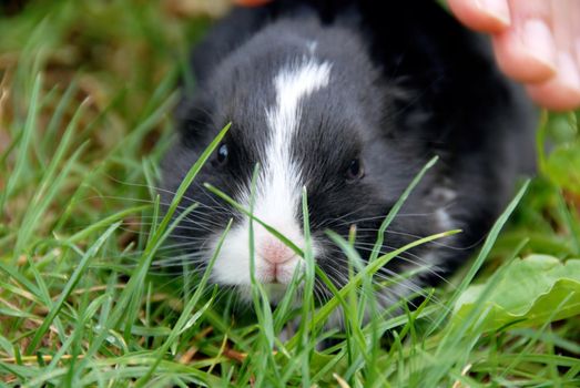 small black rabbit at grass outdoor eating a leaf