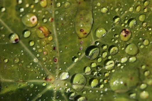 Extreme Water Droplets on a Leaf in Bright Sunlight