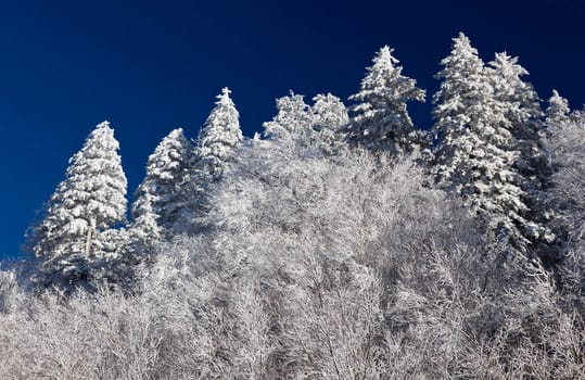 Famous Smoky Mountain view of pine or fir trees covered in snow in early spring