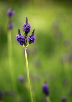 Lavender Flower Stem in a Bright Field With Copy Space