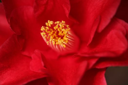 Red Camelia Rose With Extreme Depth of Field in Soft Light