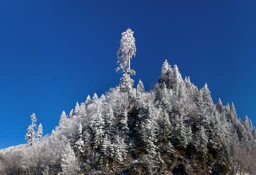 Famous Smoky Mountain view of pine or fir trees covered in snow in early spring