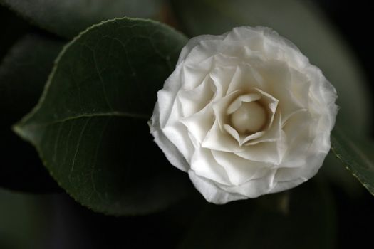 White Camelia Rose Offset With a Leaf in Soft Light