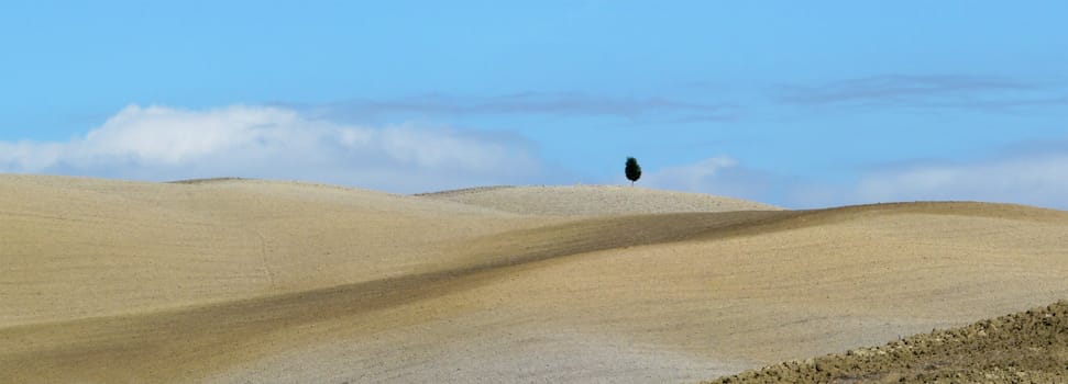 Lonely tree in the typical barren rolling hills of the landscape in Tuscany, Italy.