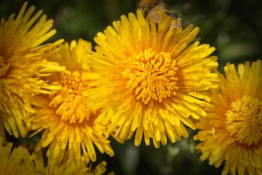 Yellow dandelions (Taraxacum) closeup with selected focus