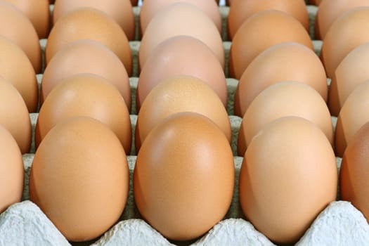 Lot of brown eggs in a row on a tray