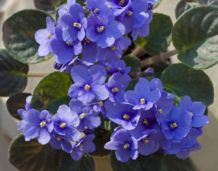 Spring flower Saintpaulia in flowerpot. Soft focus.