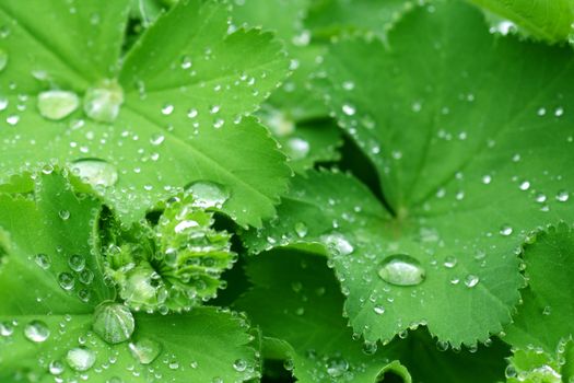 Water drops on the leafs of a Lady's mantle 